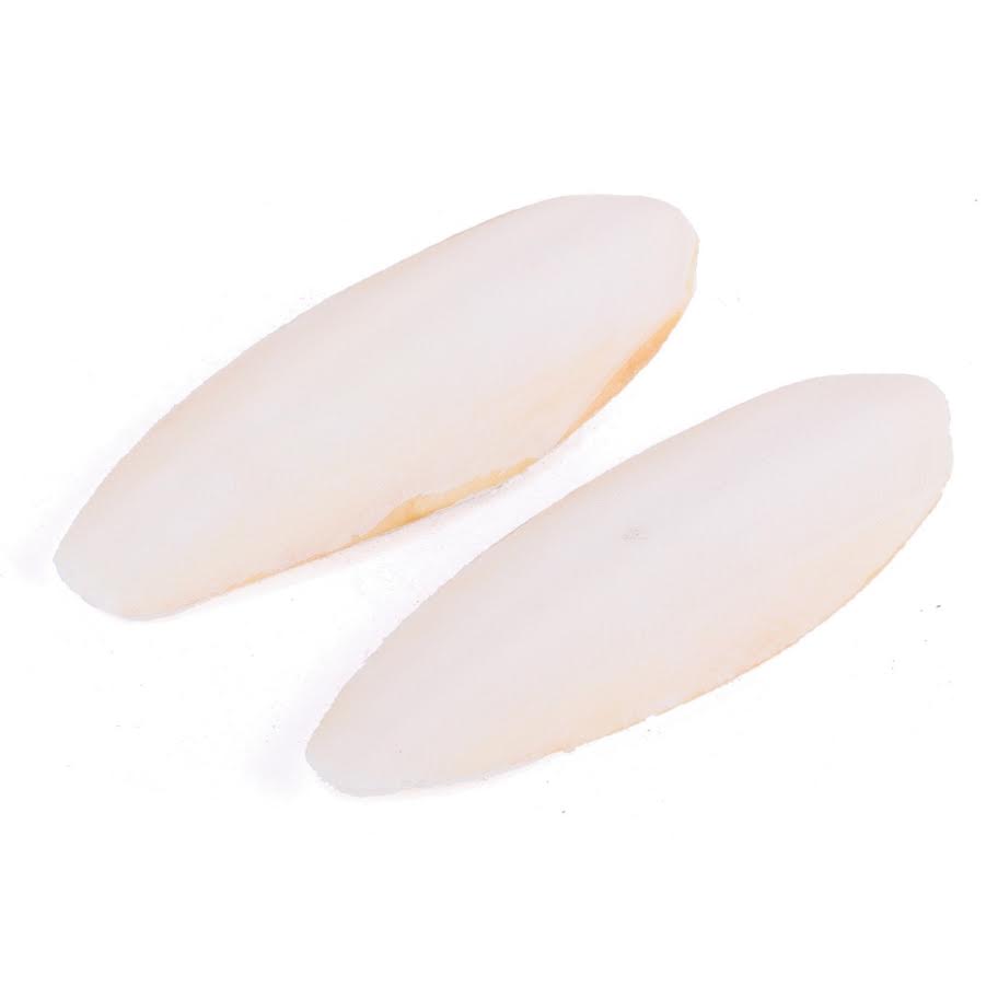 Cuttlebone