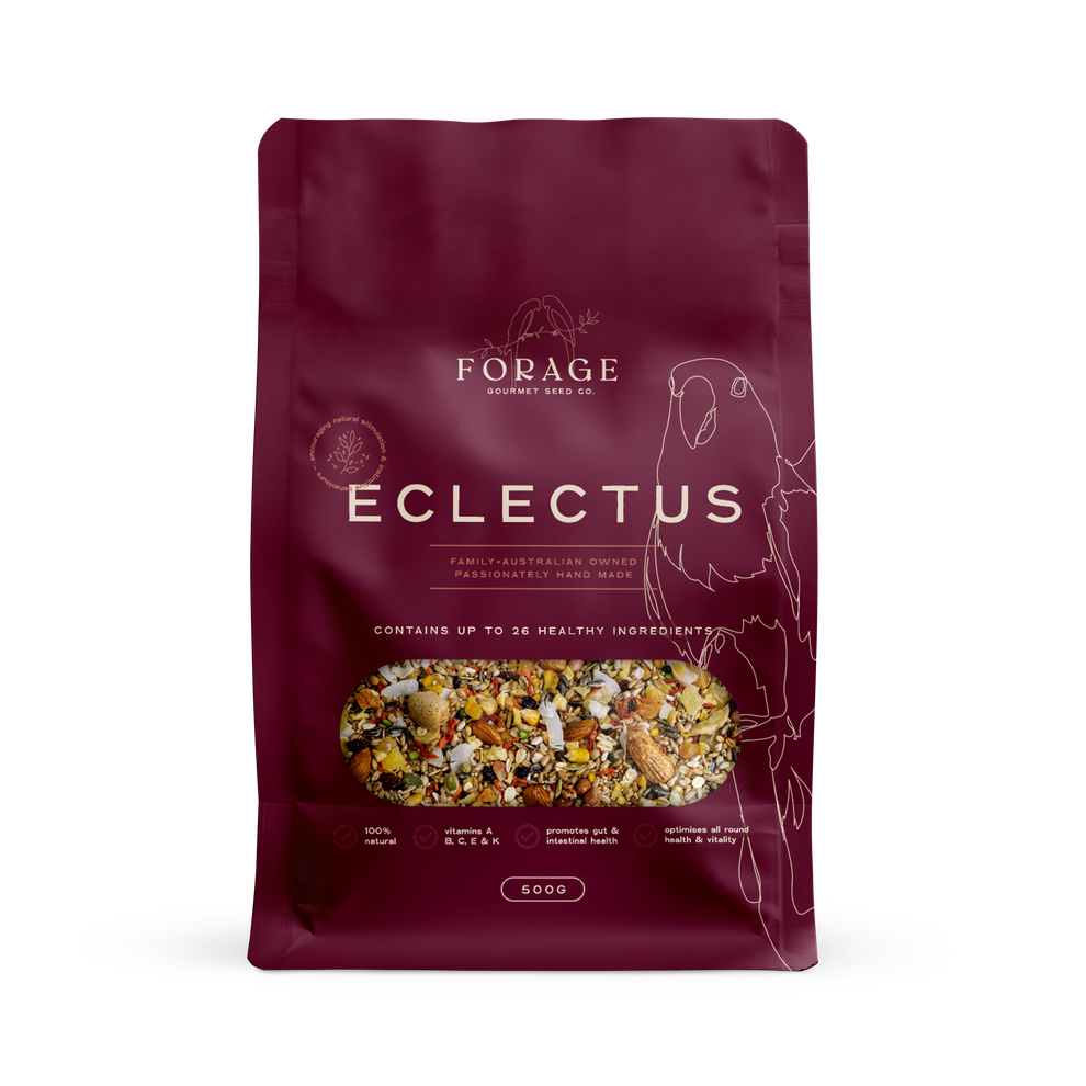 Eclectus – Forage Gourmet Seed